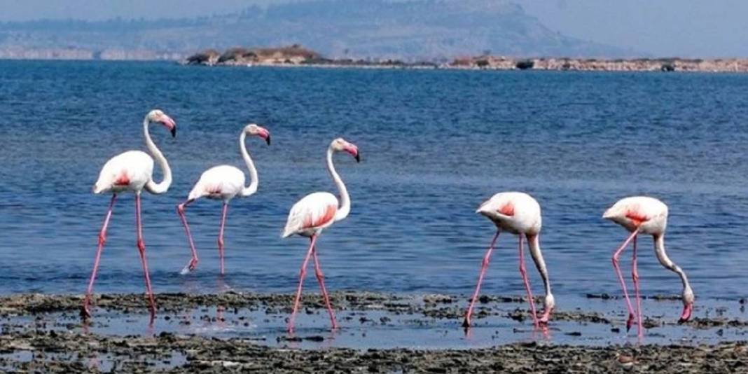 Ege’nin keşfedilmemiş kuş cenneti! Büyük-küçük herkes buraya bayılıyor: Doğası ve gün batımıyla büyülüyor 4